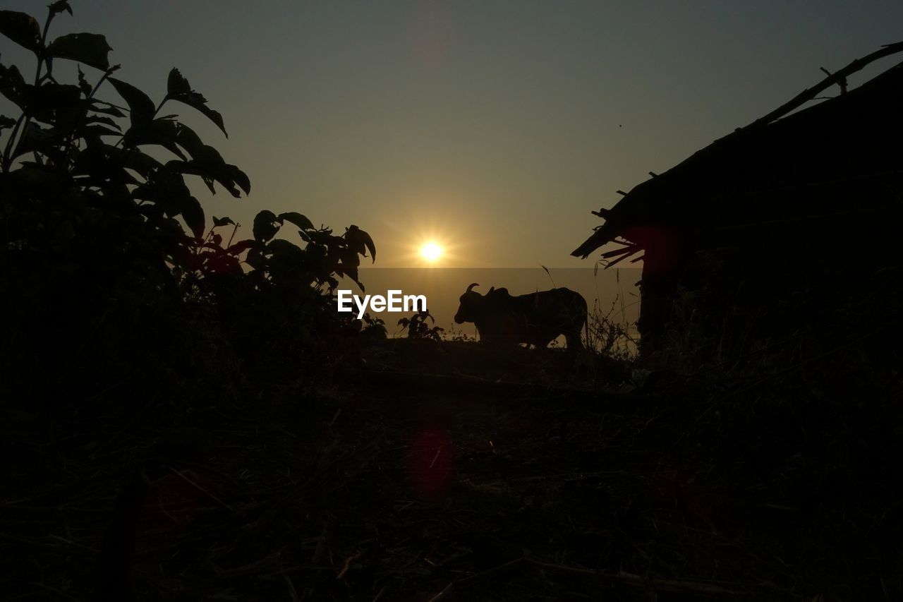 SILHOUETTE HORSE ON FIELD AGAINST CLEAR SKY DURING SUNSET