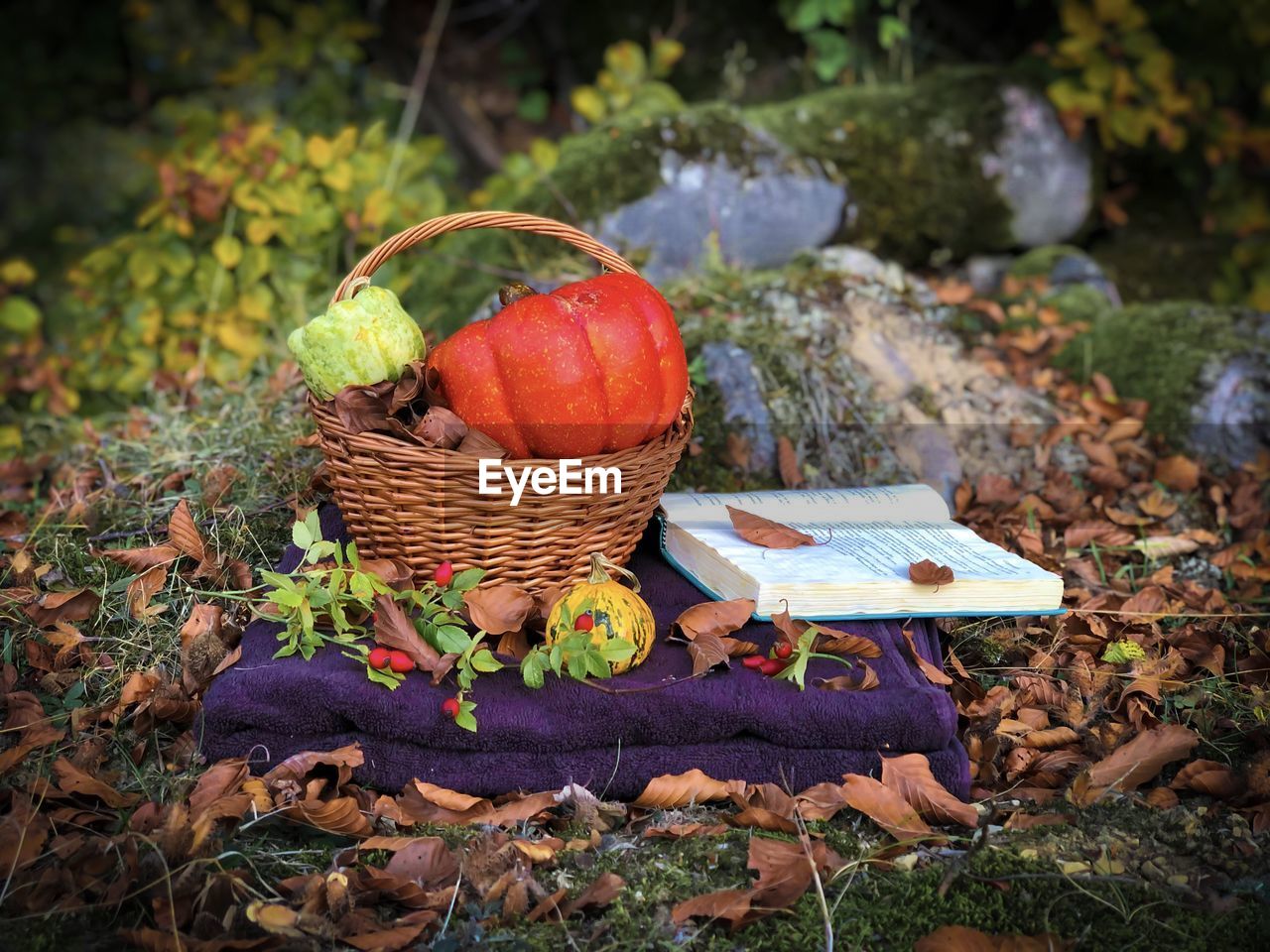Wooden basket with different pumpkins placed on a purple blanket with a book beside