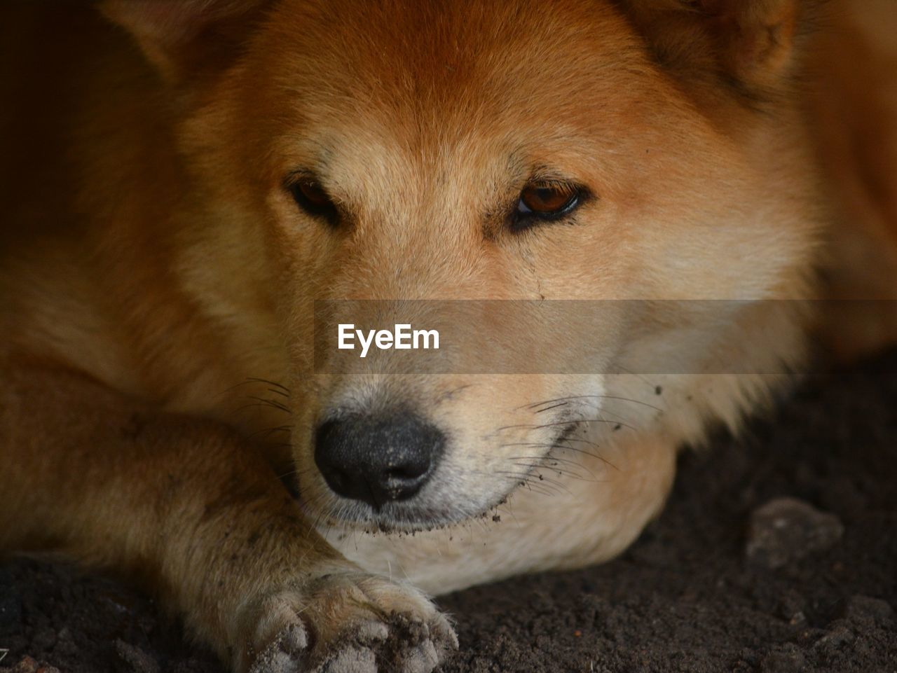 CLOSE-UP PORTRAIT OF DOG LYING