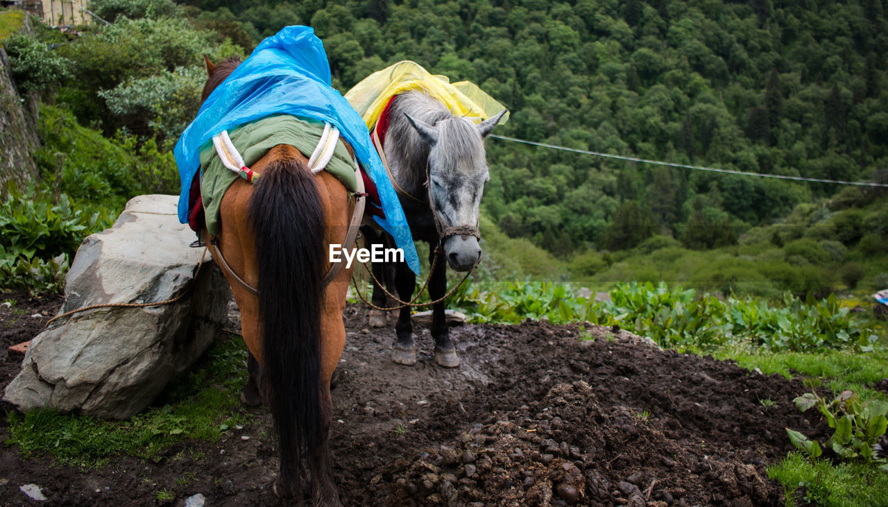 Two horses in rain