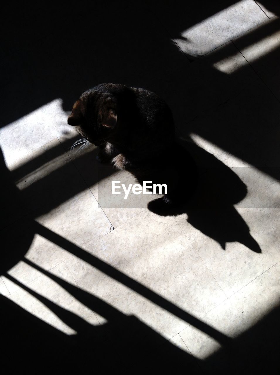 High angle view of cat sitting on floor