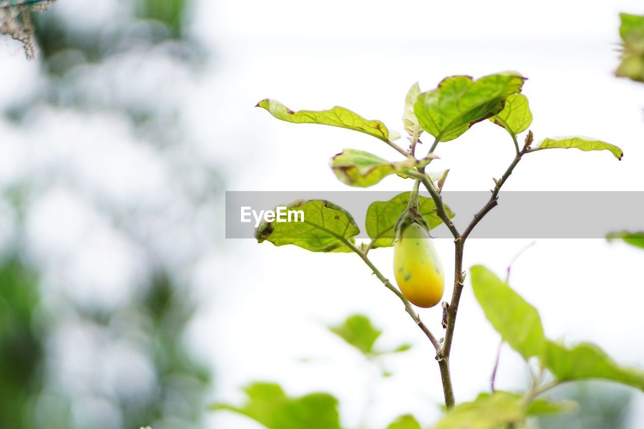 LOW ANGLE VIEW OF FRESH GREEN LEAVES