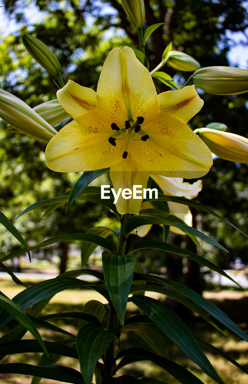 CLOSE-UP OF YELLOW FLOWER PLANT