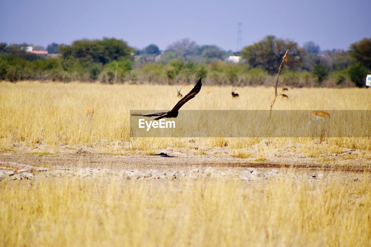 Bird flying over field