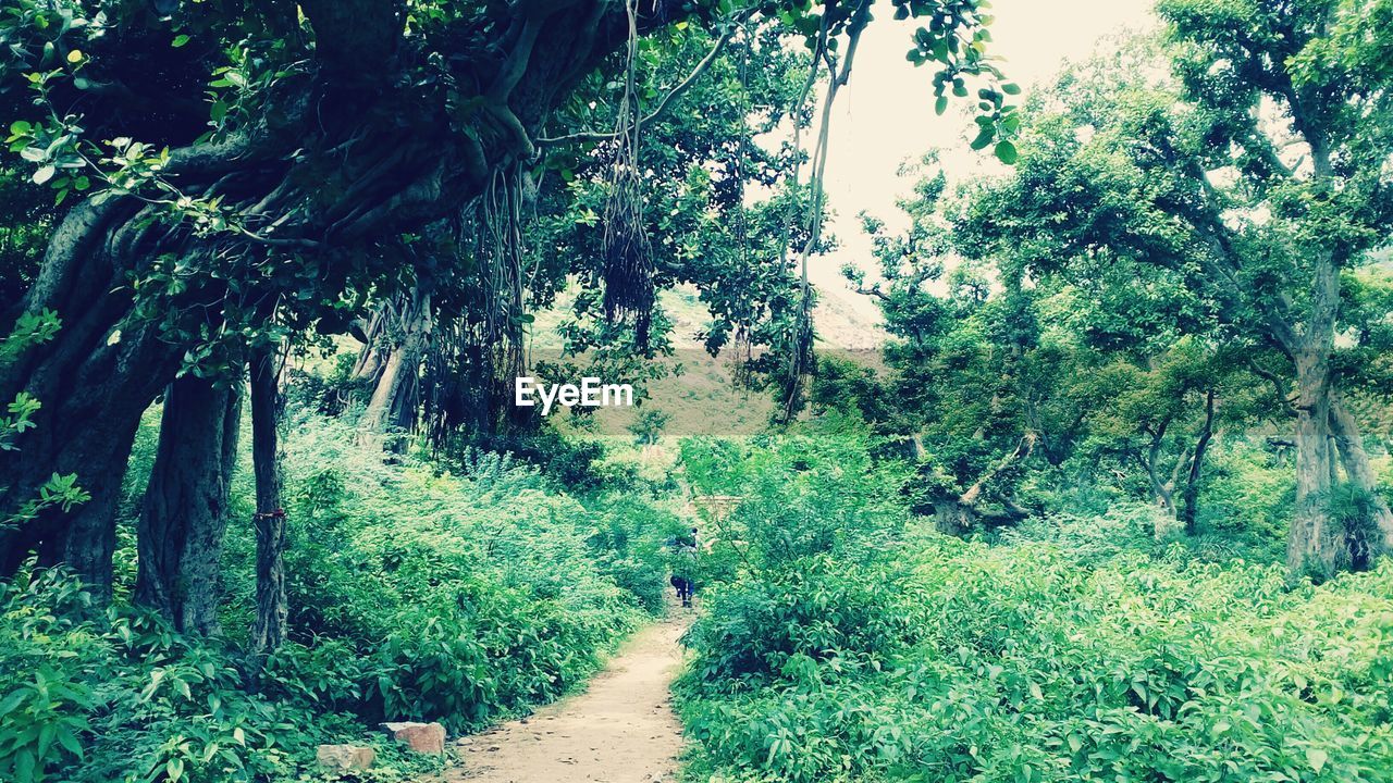 NARROW WALKWAY ALONG TREES