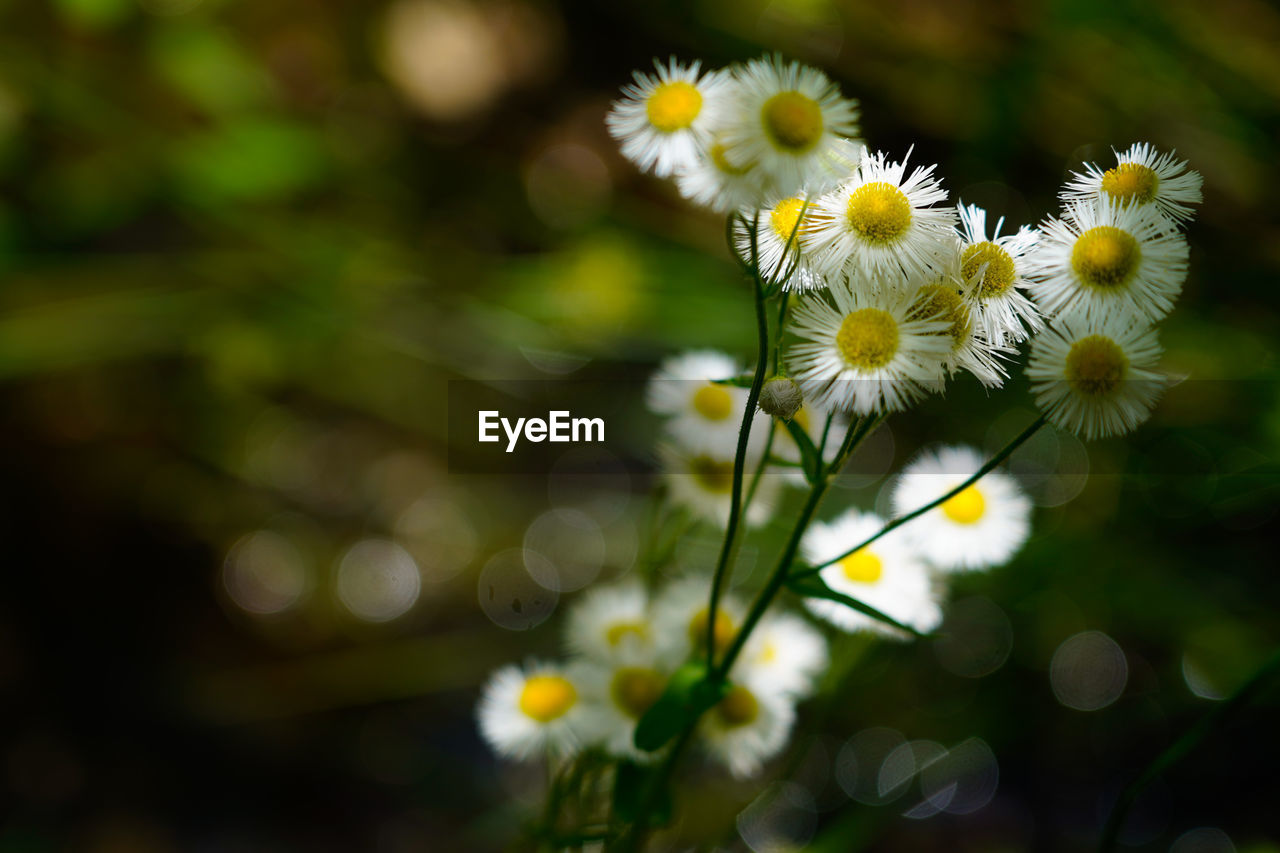 CLOSE-UP OF YELLOW FLOWERING PLANTS ON LAND