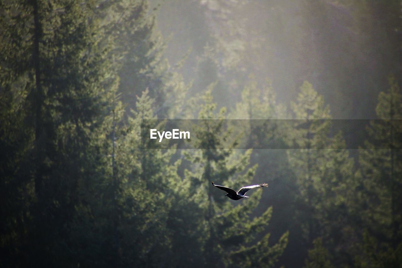 HIGH ANGLE VIEW OF BIRD FLYING IN FOREST