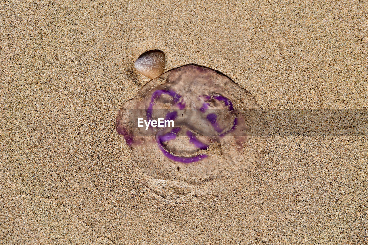 High angle view of jellyfish on beach with face