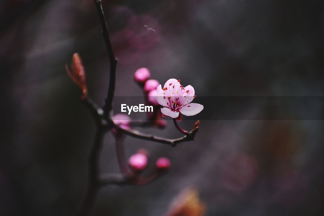 Close-up of pink cherry blossom