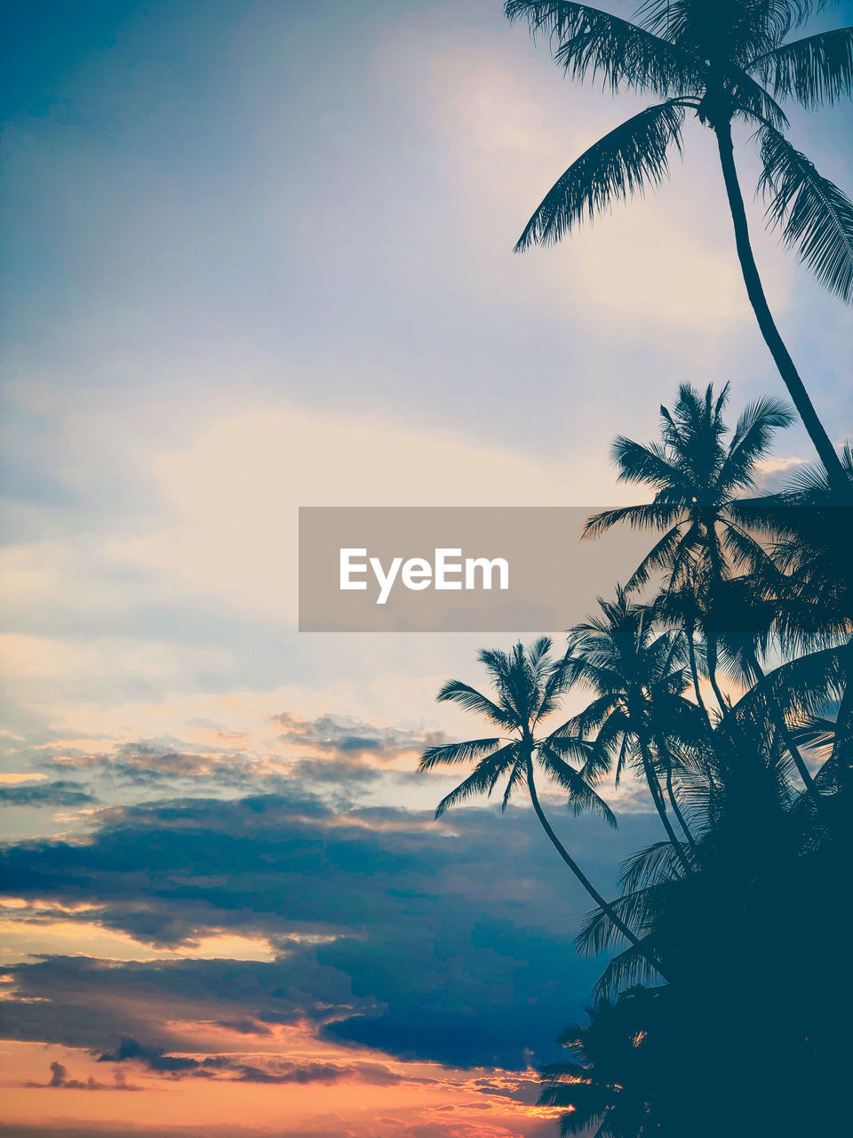 Silhouette palm tree against sky at sunset