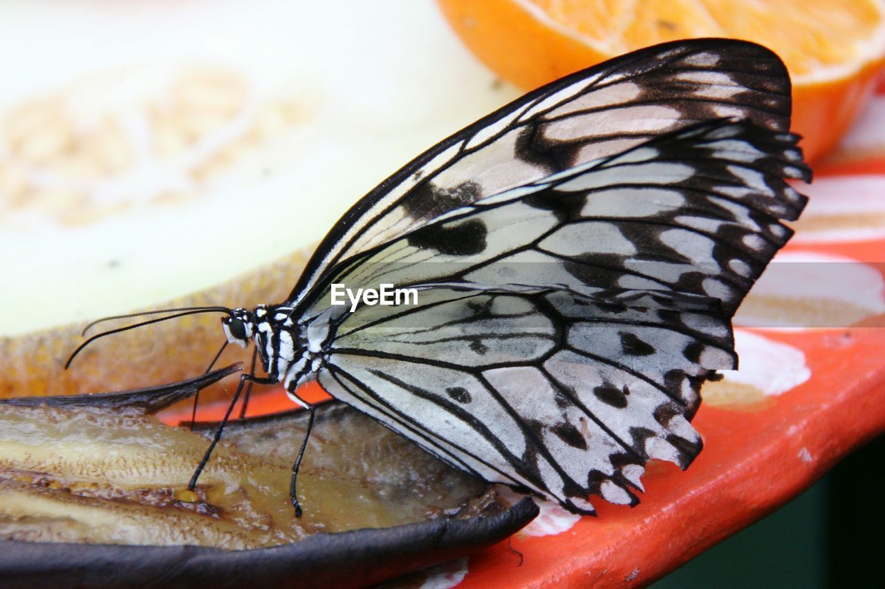 Macro shot of butterfly perching on food in plate