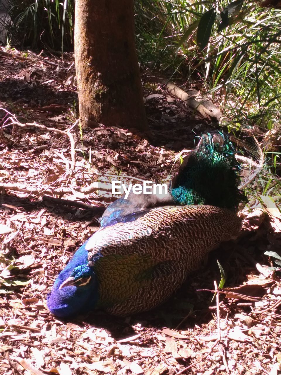 CLOSE-UP OF A BIRD IN THE FOREST