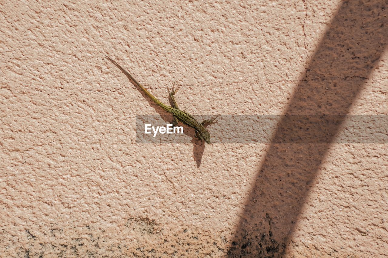 Close-up of lizard on wall