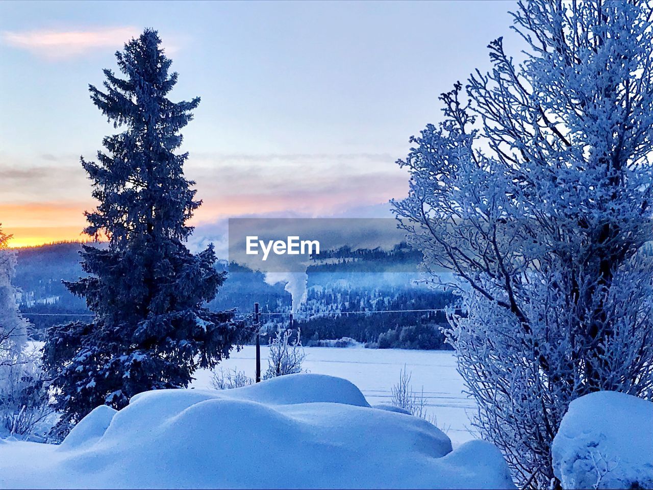 TREES ON SNOW COVERED FIELD AGAINST SKY