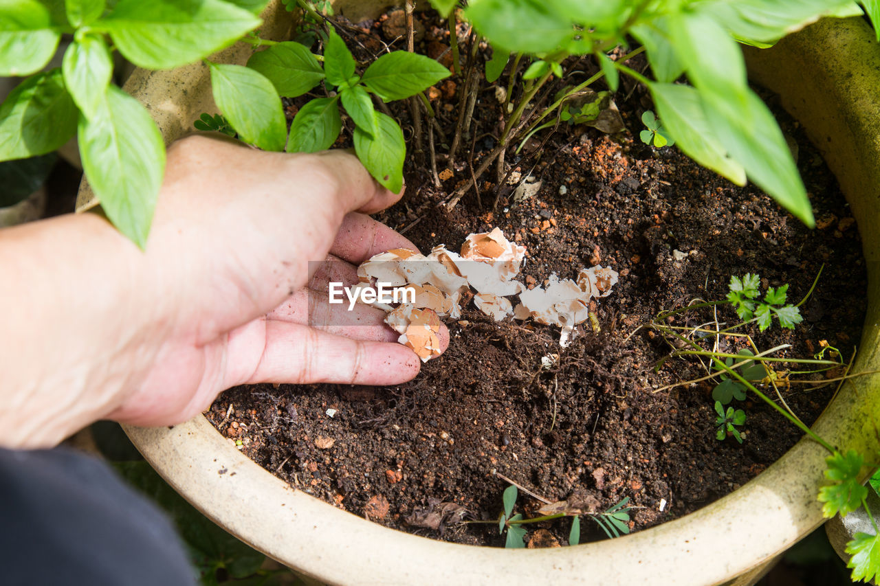 Close-up of hand putting eggshells in plant