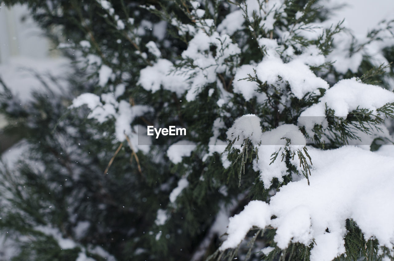 SNOW ON TREE