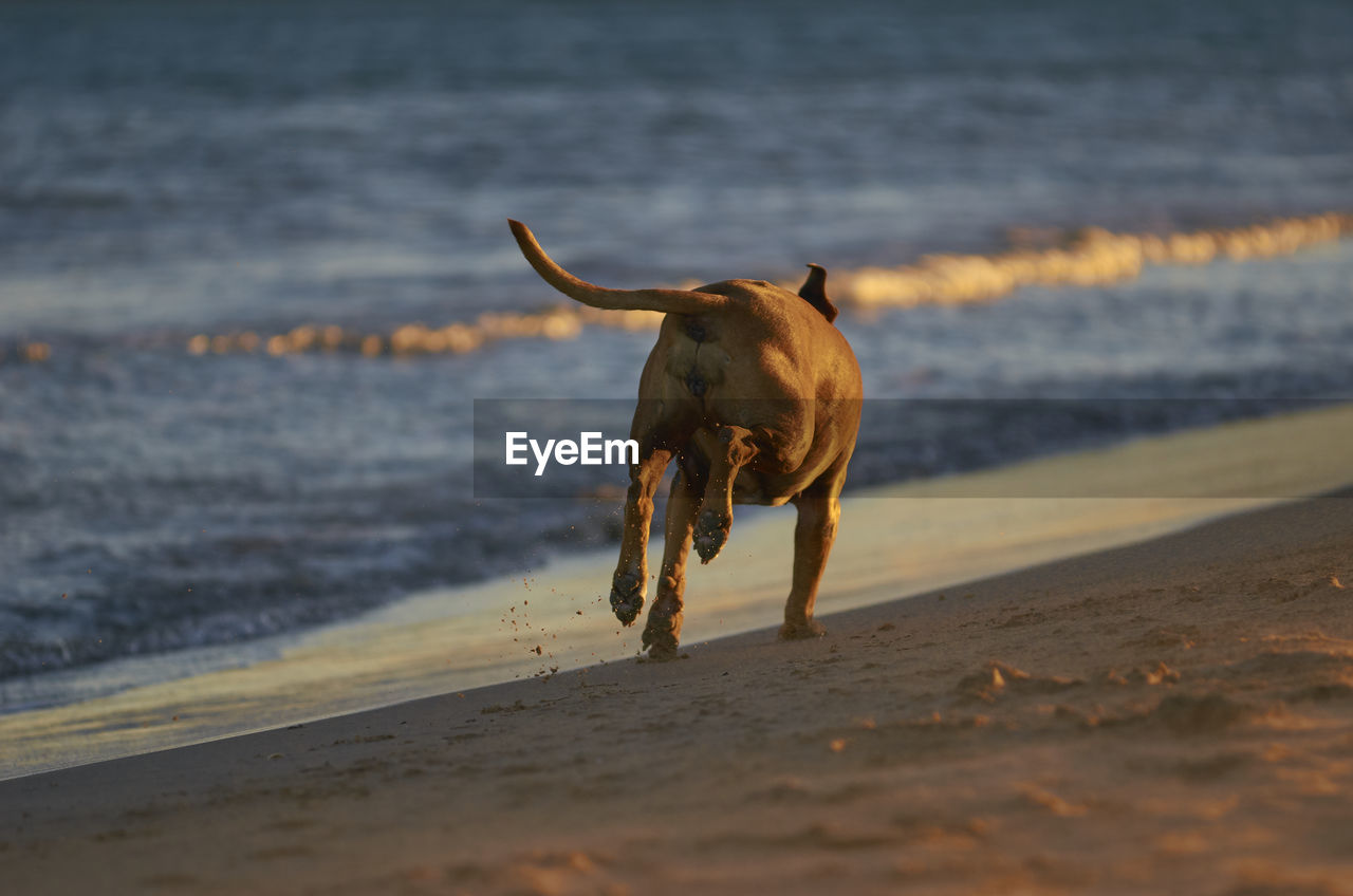 DOG RUNNING ON THE BEACH