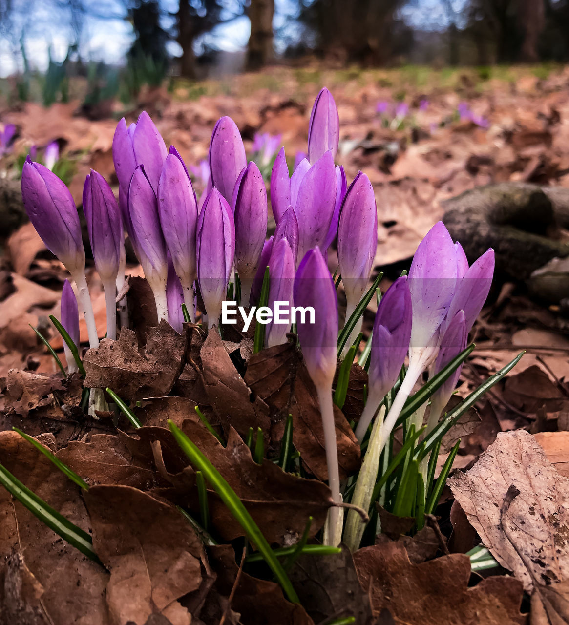 CLOSE-UP OF PURPLE CROCUS FLOWER ON FIELD