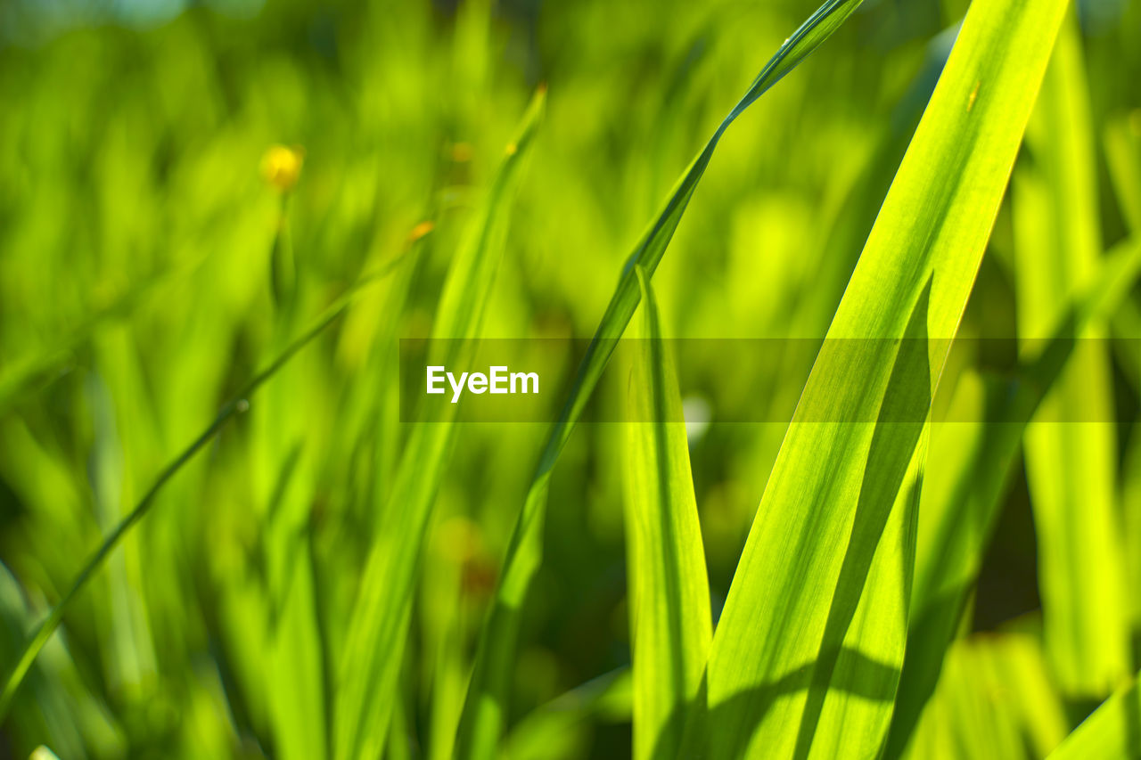 Close-up of grass growing on field