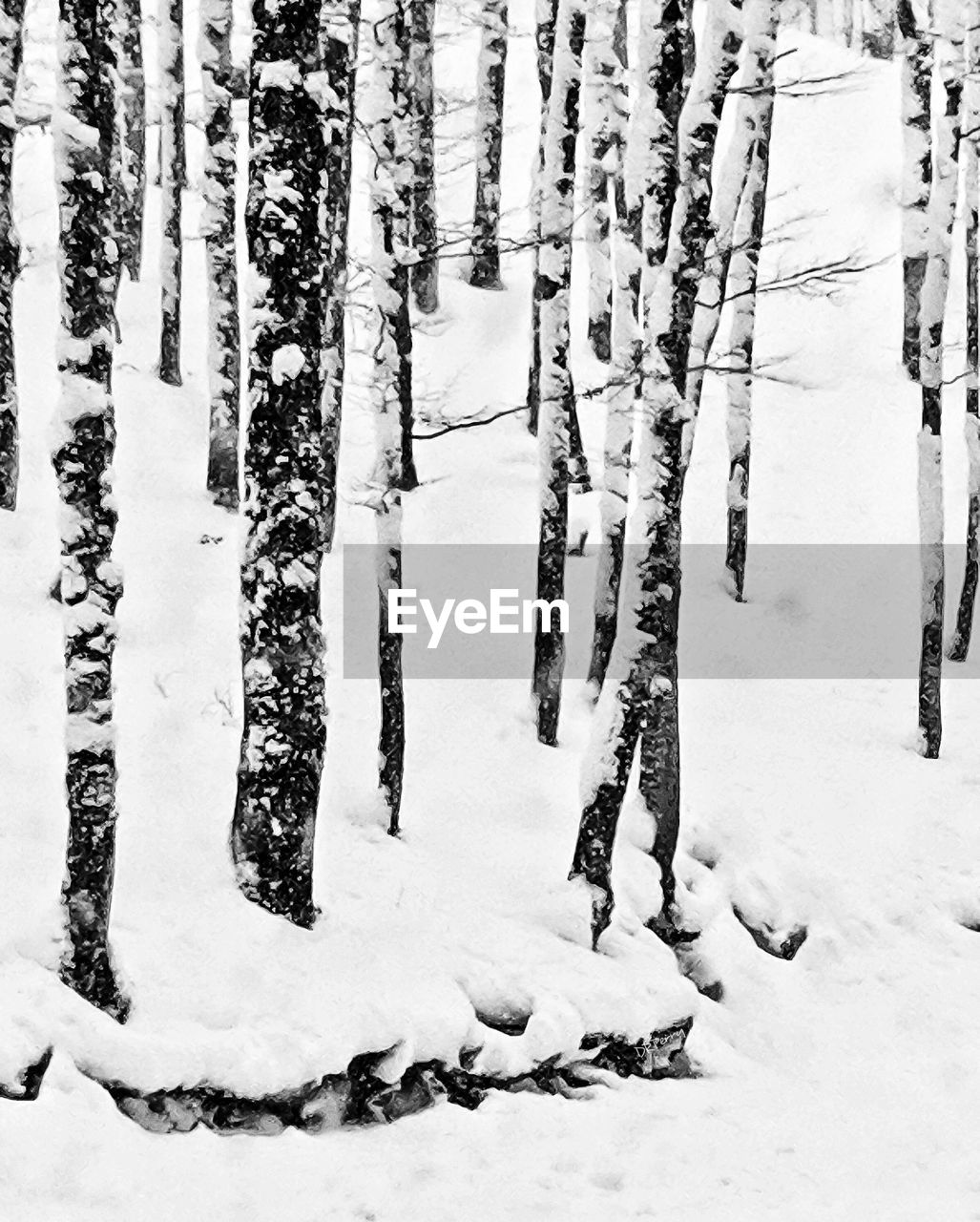 Snow covered trees on field