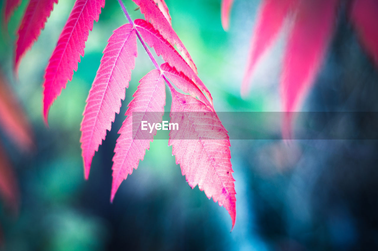 CLOSE-UP OF MULTI COLORED LEAF ON TREE