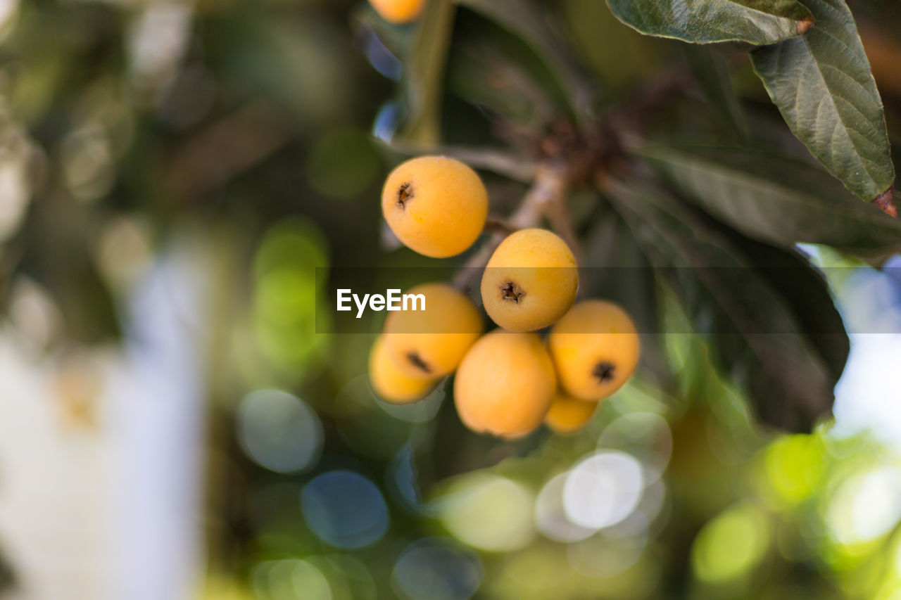 LOW ANGLE VIEW OF FRUITS