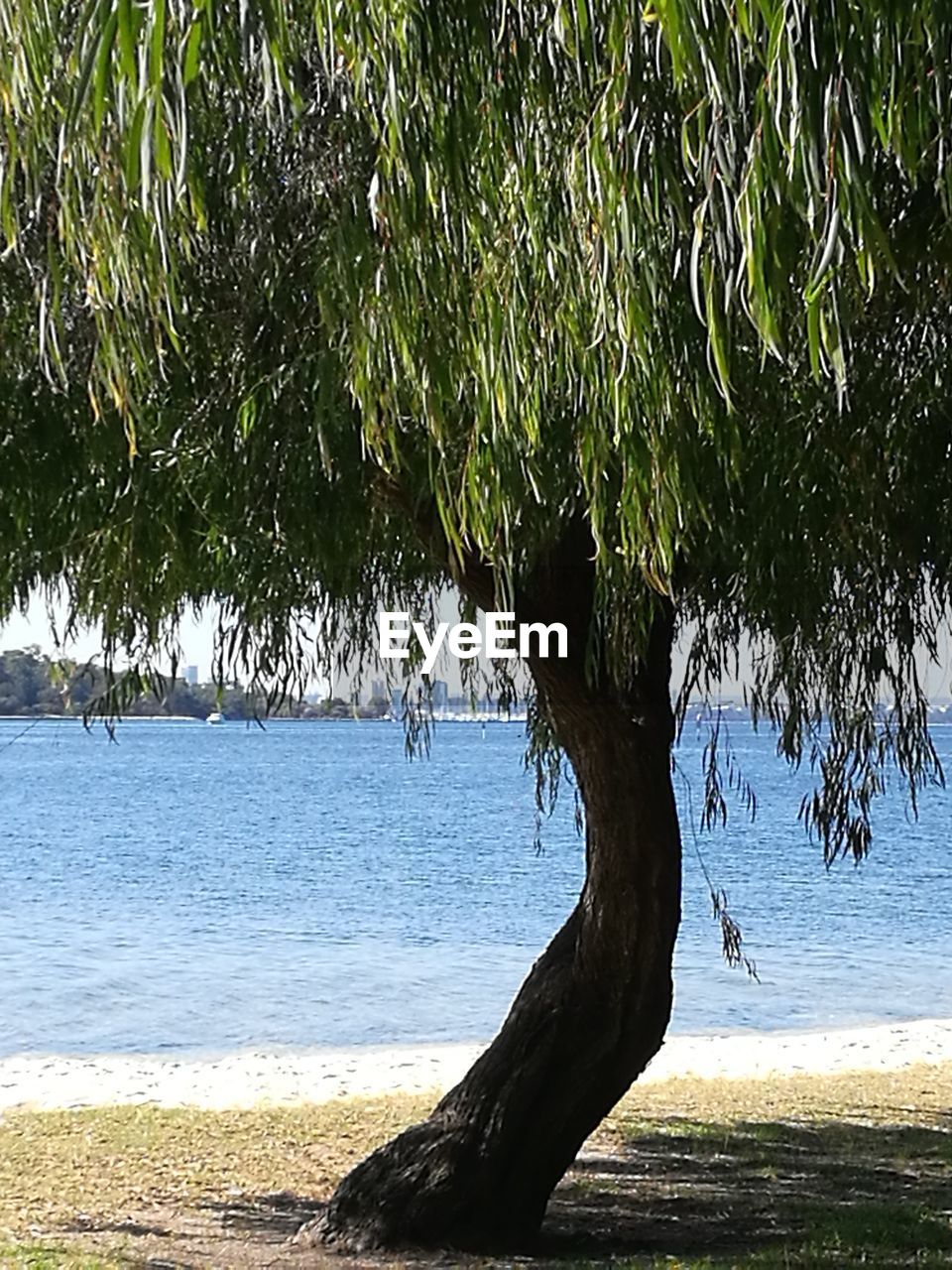 TREE ON BEACH AGAINST SEA