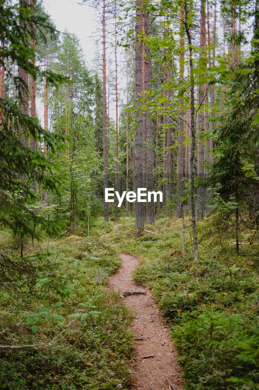 view of trees in forest