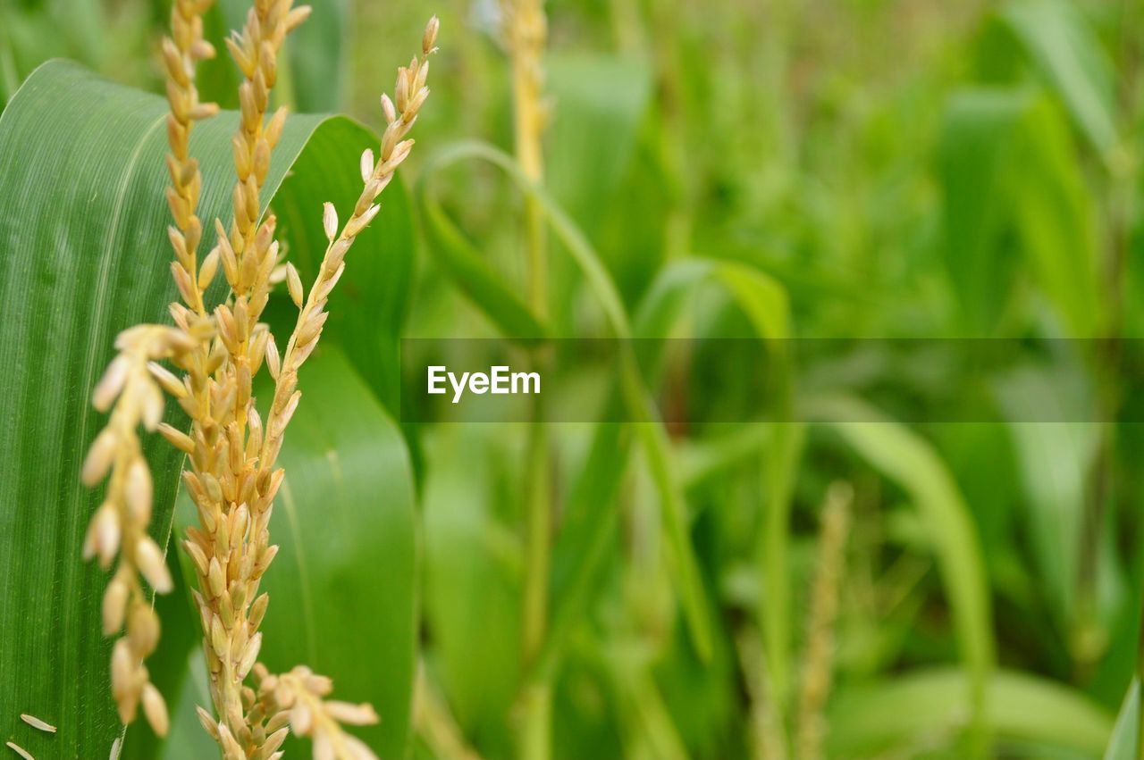 Close-up of crops growing on agricultural field