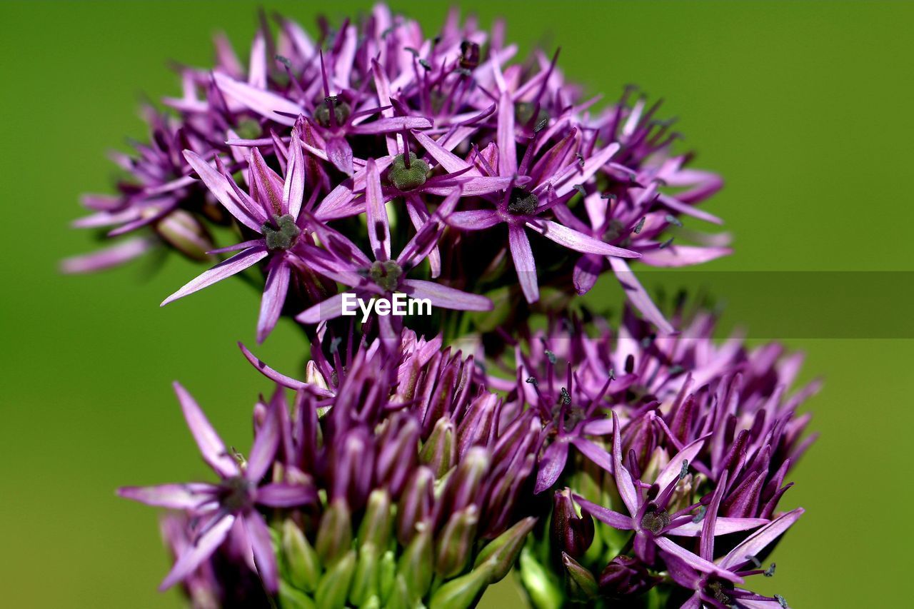 Close-up of purple flowering plant