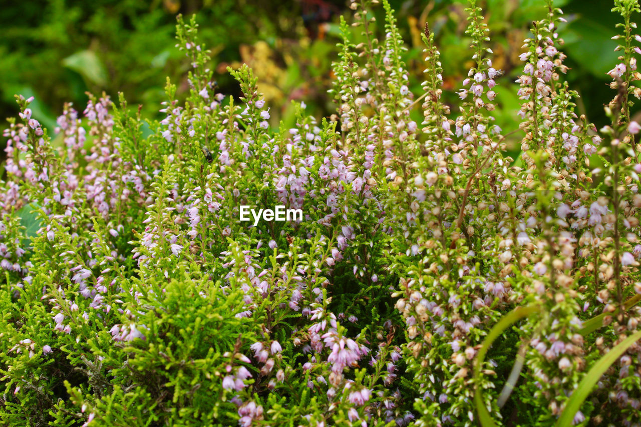 CLOSE-UP OF PURPLE FLOWERING PLANTS