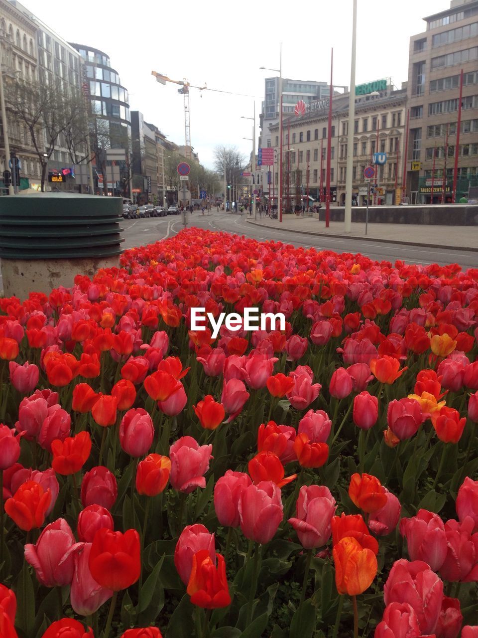 RED FLOWERS BLOOMING ON TREE