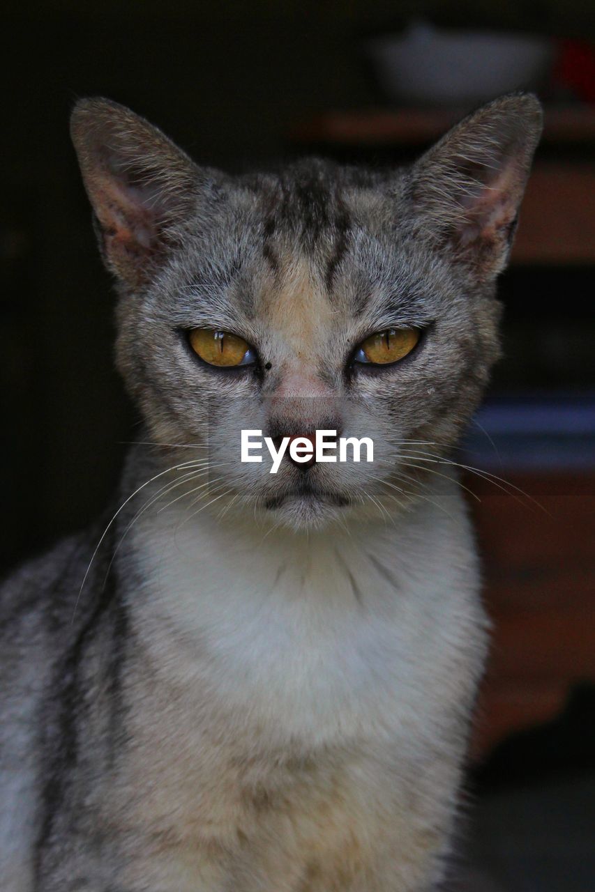 CLOSE-UP PORTRAIT OF CAT WITH EYES CLOSED