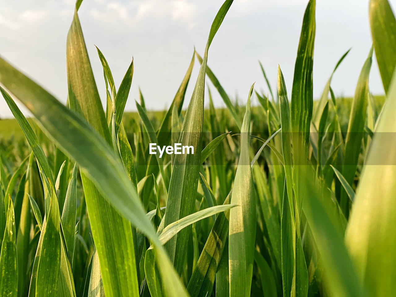 green, plant, agriculture, field, cereal plant, crop, grass, landscape, growth, rural scene, land, nature, food, corn, farm, sky, food and drink, paddy field, no people, environment, beauty in nature, cloud, outdoors, meadow, lawn, summer, day, grassland, close-up, flower, vegetable, prairie, leaf, barley, plant part, freshness