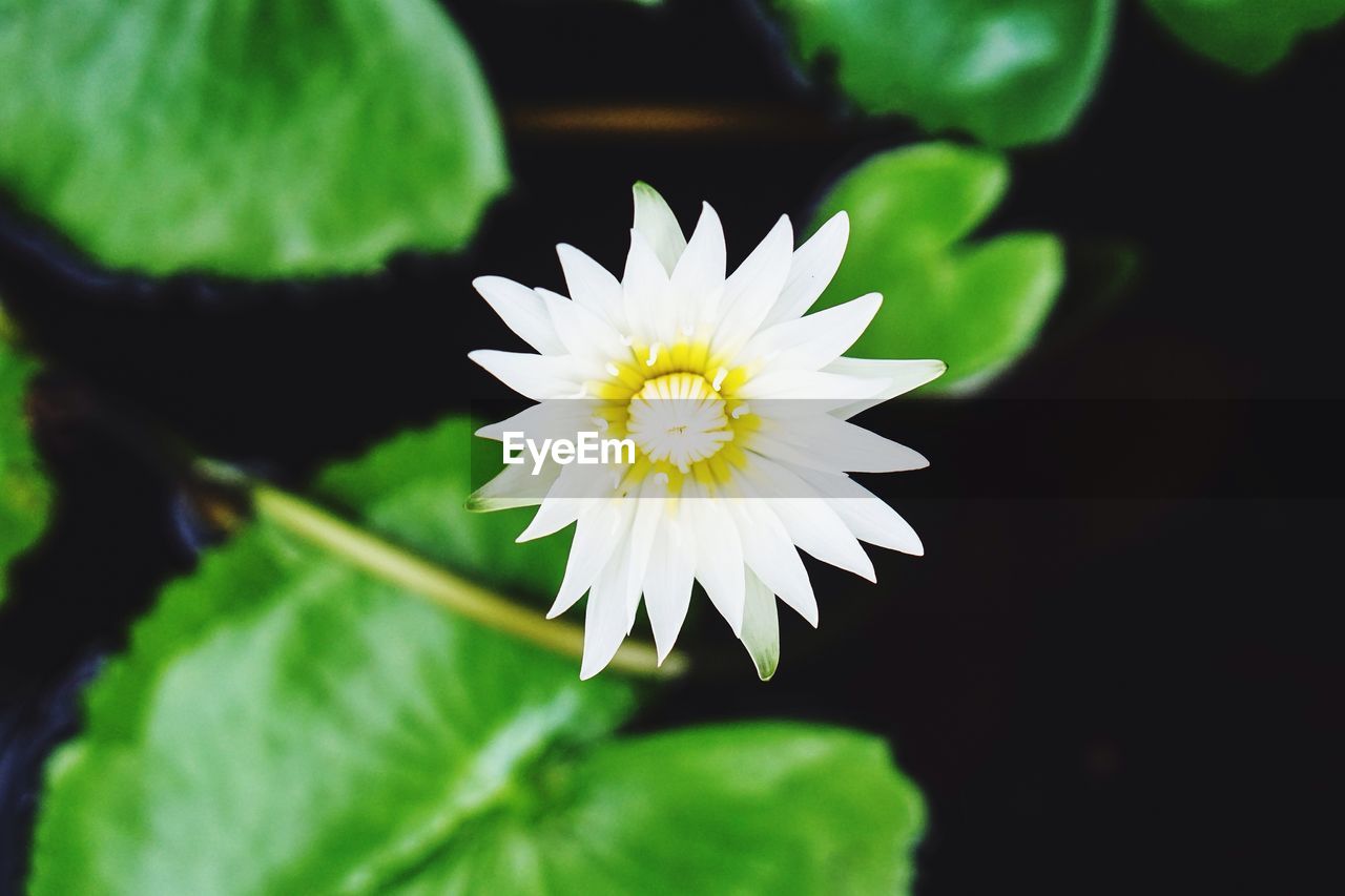 CLOSE-UP OF WHITE FLOWER