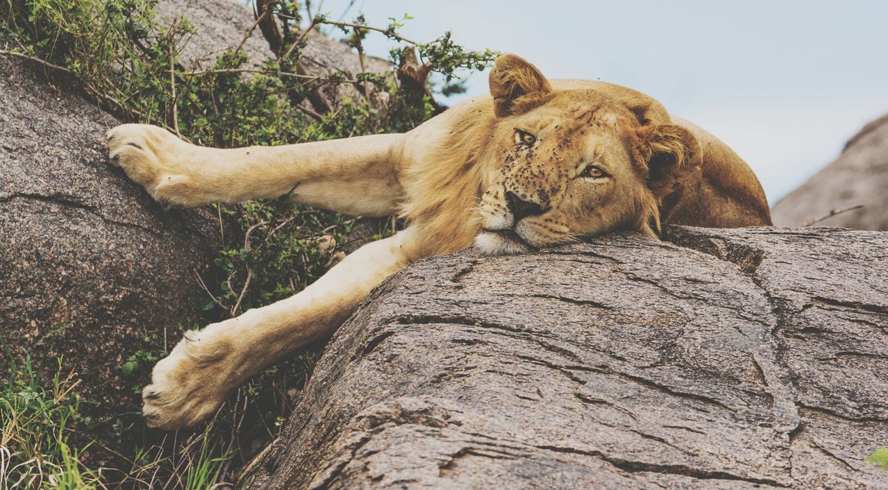 Low angle portrait of lion relaxing on rock