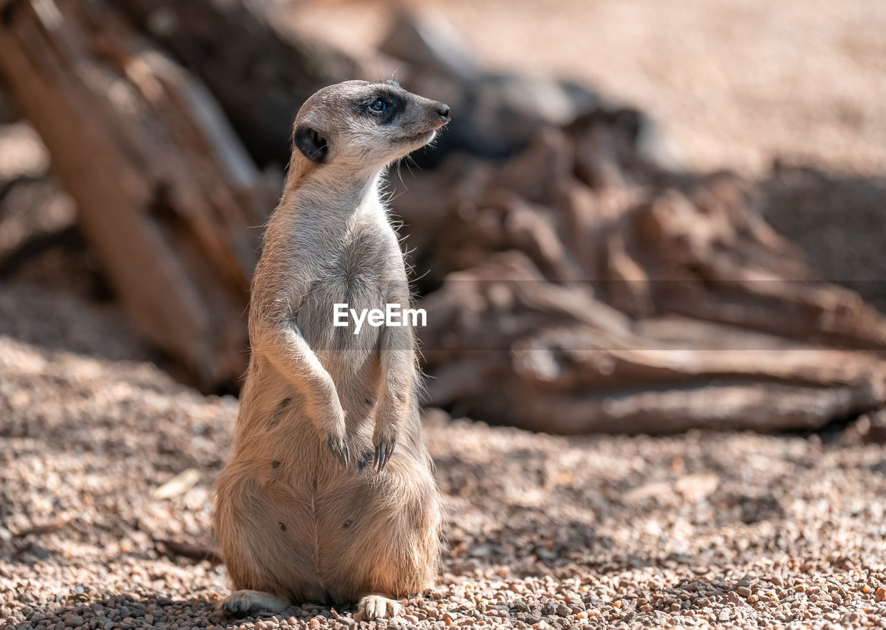 animal themes, animal, meerkat, animal wildlife, one animal, wildlife, mammal, nature, no people, alertness, desert, carnivore, guarding, close-up, looking, cute, full length, outdoors, standing, focus on foreground, portrait, land, sitting, sunlight, day