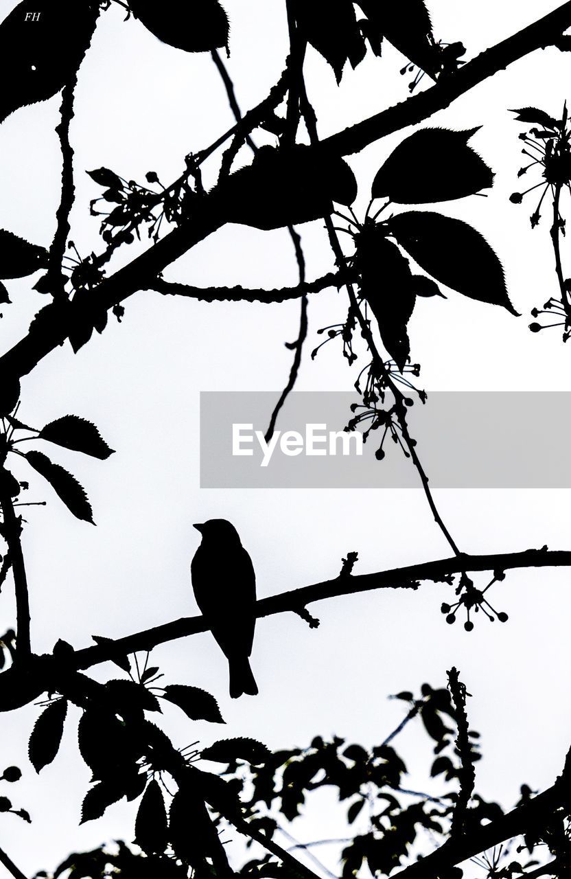 LOW ANGLE VIEW OF SILHOUETTE BIRDS PERCHING ON TREE