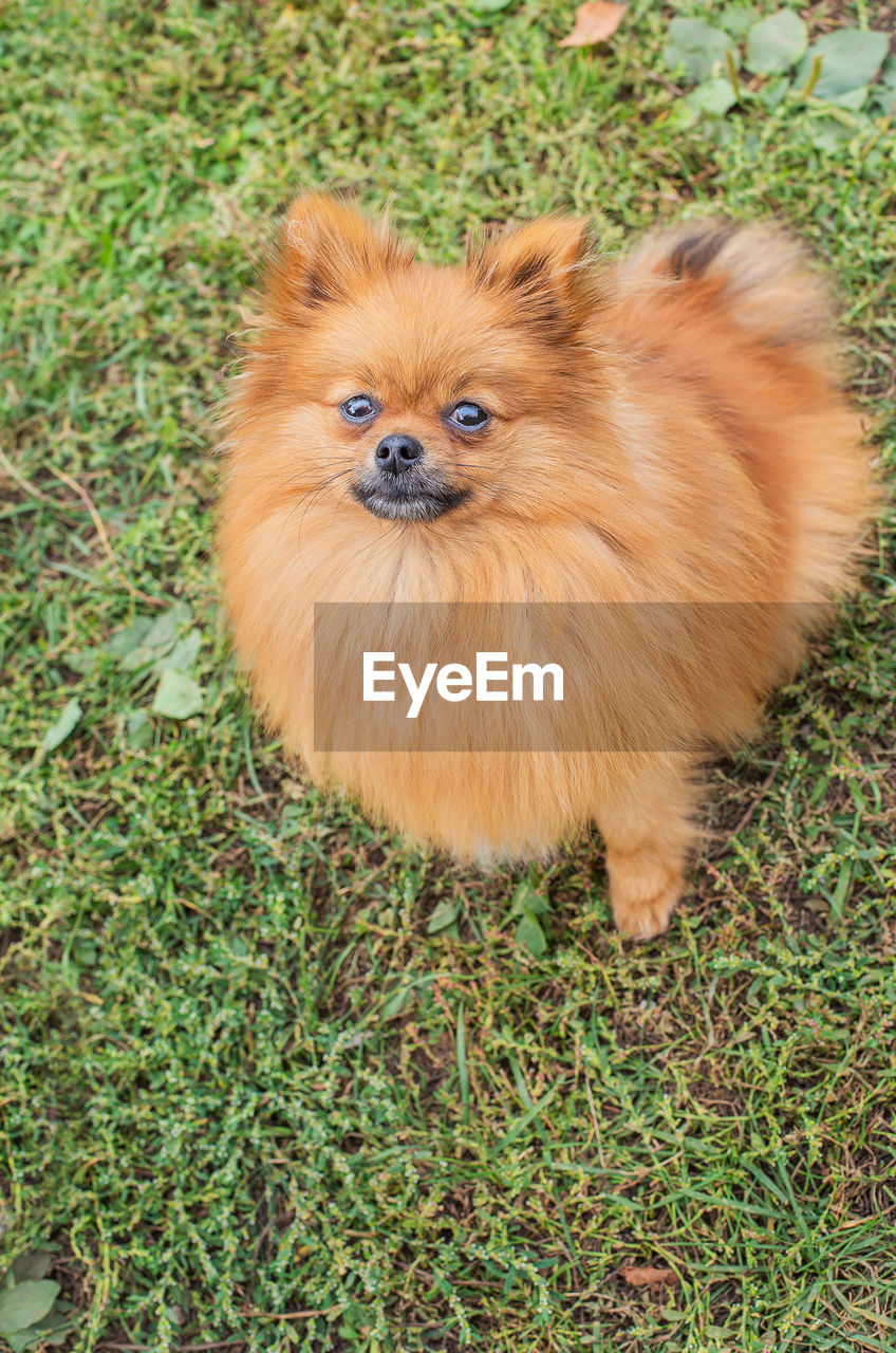 PORTRAIT OF A DOG ON FIELD