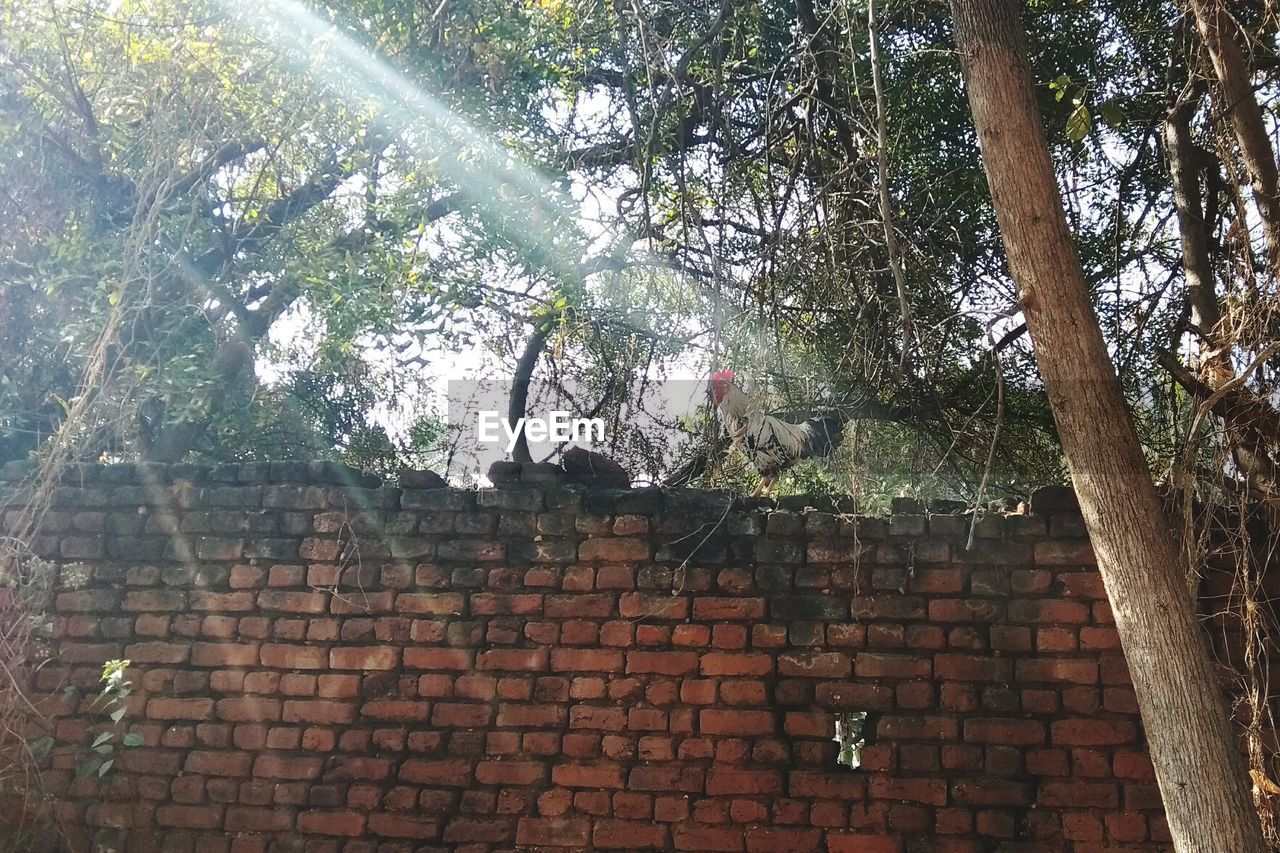 Sunlight falling on chicken perching on brick wall in forest