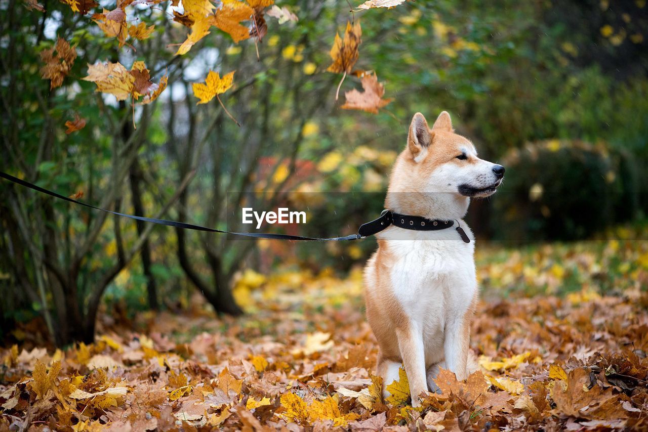 Akita inu dog in autumn leaves
