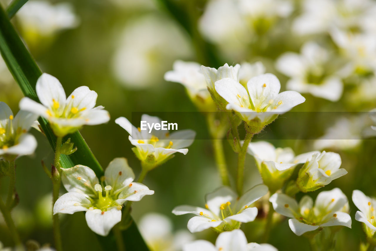 CLOSE-UP OF WHITE FLOWERS