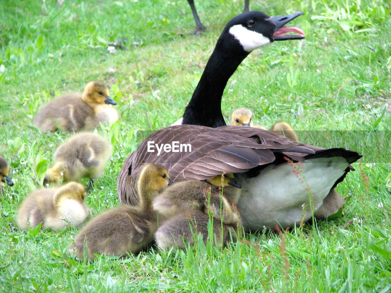Canada goose with goslings on grassy field