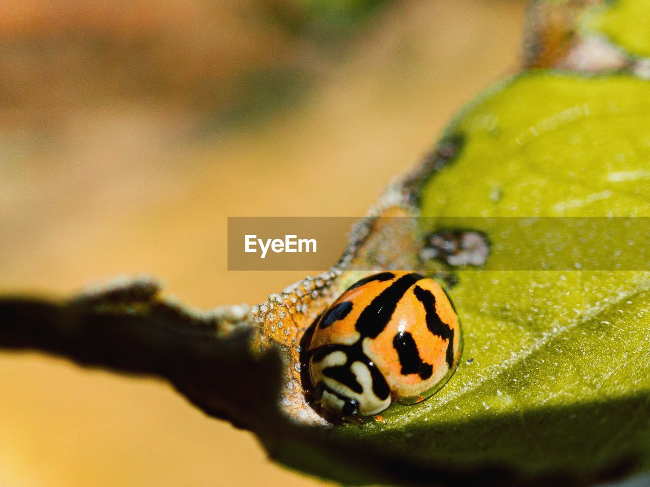 yellow, animal themes, animal, animal wildlife, one animal, macro photography, close-up, nature, green, insect, leaf, wildlife, plant part, no people, plant, outdoors, macro, selective focus, flower, water, day, focus on foreground, animal body part, beauty in nature, environment, moths and butterflies, ladybug