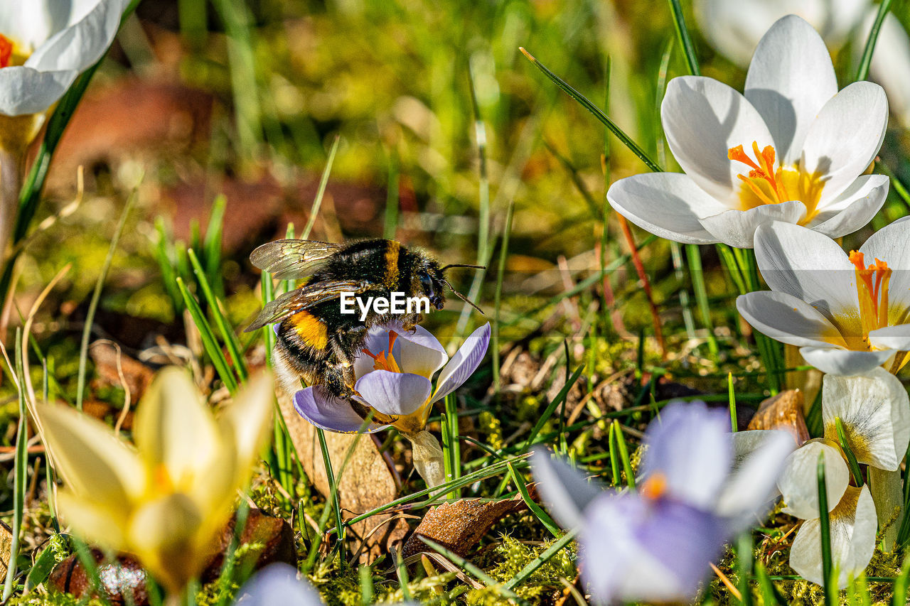 CLOSE-UP OF HONEY BEE POLLINATING ON PURPLE CROCUS