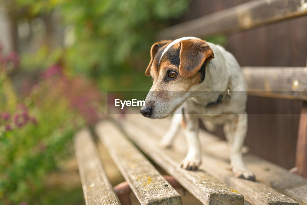 CLOSE-UP OF DOG LOOKING AWAY OUTDOORS