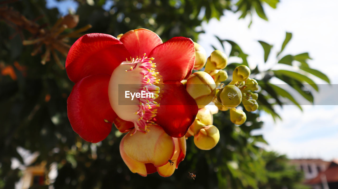 LOW ANGLE VIEW OF RED FLOWERING PLANT AGAINST TREES