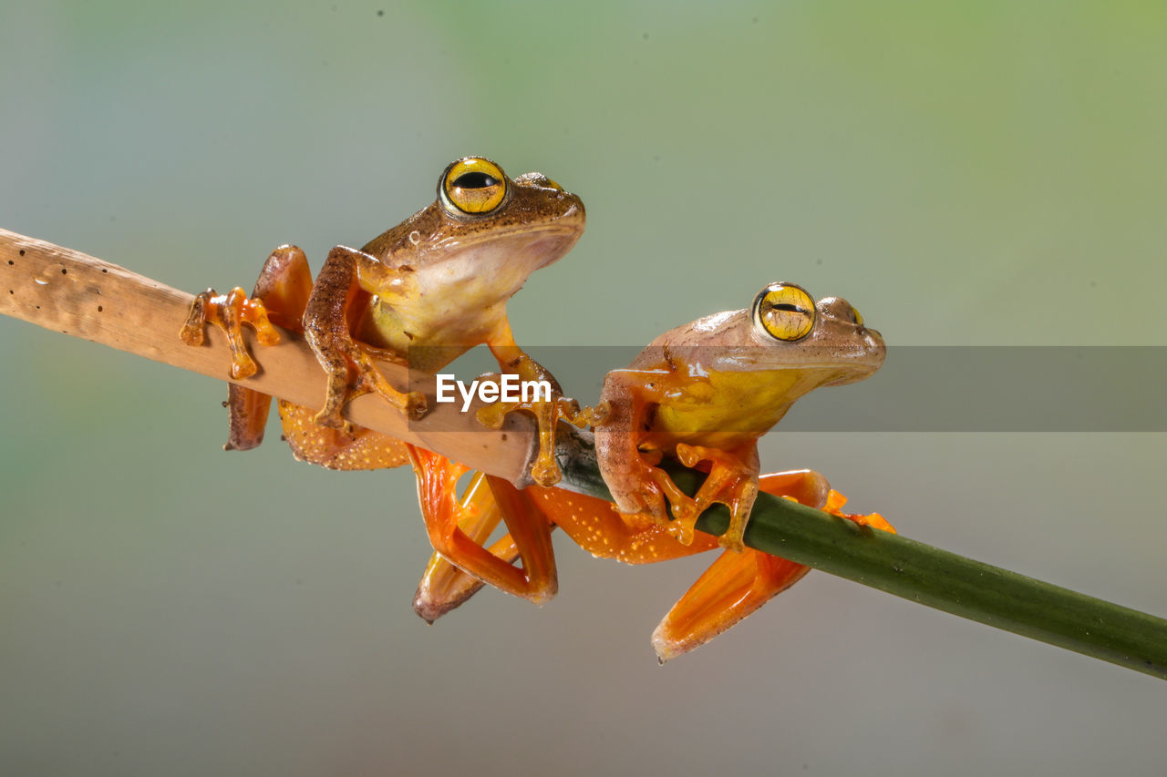 Two golden tree frog in branch