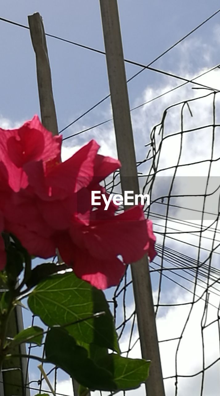 LOW ANGLE VIEW OF RED PLANT AGAINST SKY