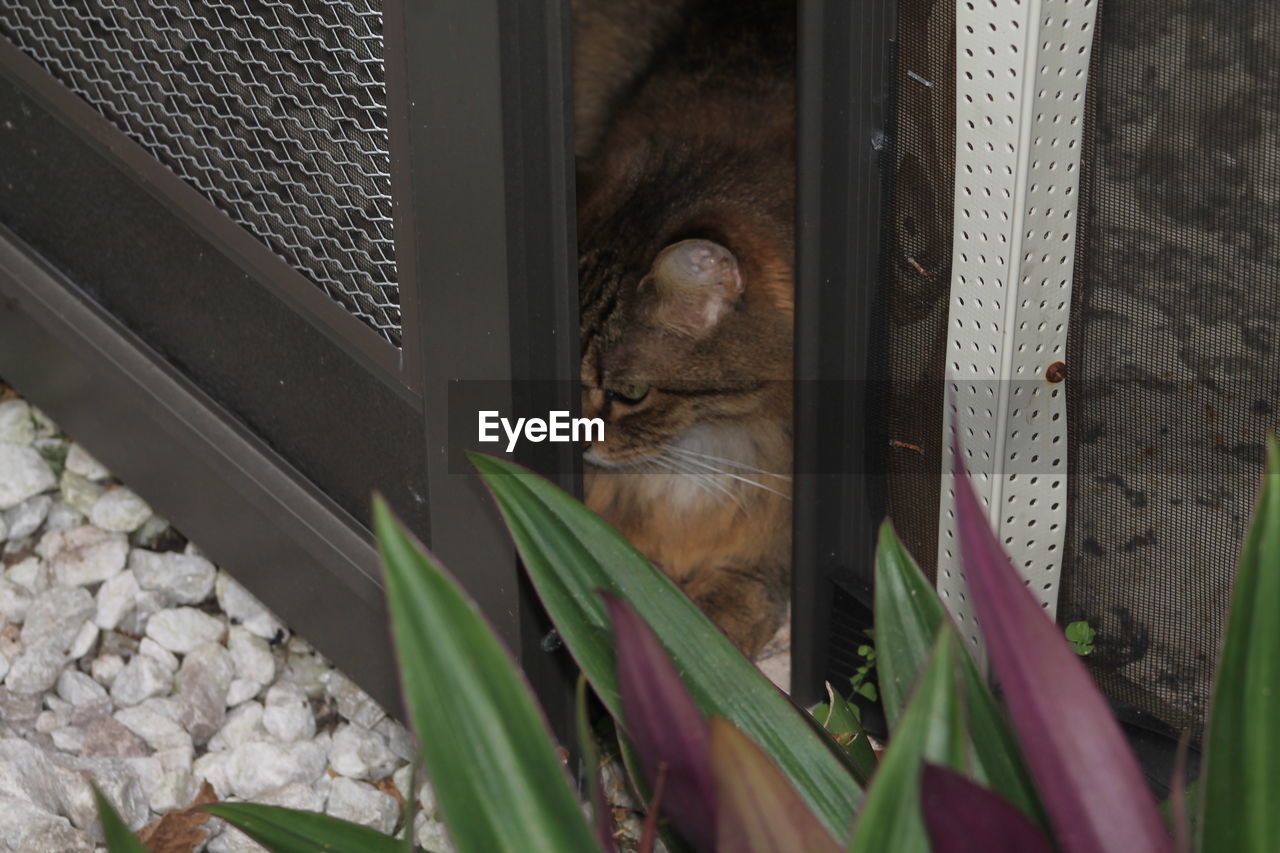 CLOSE-UP PORTRAIT OF CAT RELAXING BY WINDOW